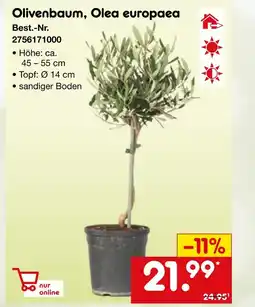 Netto Marken-Discount Olivenbaum, olea europaea Angebot