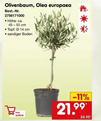 Netto Marken-Discount Olivenbaum, olea europaea Angebot