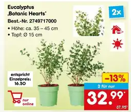 Netto Marken-Discount Eucalyptus 'botanic hearts' Angebot