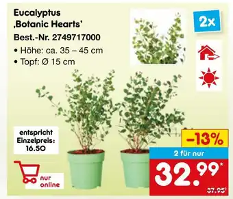 Netto Marken-Discount Eucalyptus 'botanic hearts' Angebot