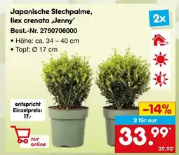 Netto Marken-Discount Japanische stechpalme, ilex crenata 'jenny' Angebot