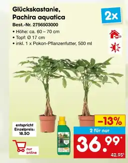 Netto Marken-Discount Glückskastanie, pachira aquatica Angebot