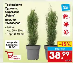 Netto Marken-Discount Toskanische zypresse, cupressus ‚totem‘ Angebot