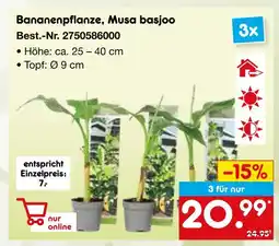 Netto Marken-Discount Bananenpflanze, musa basjoo Angebot