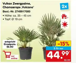 Netto Marken-Discount Vulkan zwergpalme, chamaerops ‚vulcano‘ Angebot
