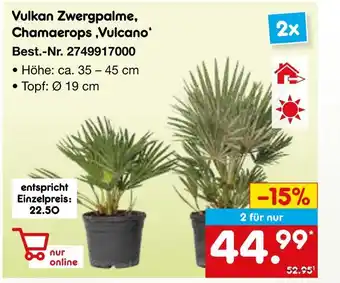 Netto Marken-Discount Vulkan zwergpalme, chamaerops ‚vulcano‘ Angebot