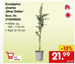 Netto Marken-Discount Eucalyptus cinerea ‚silver dollar‘ Angebot