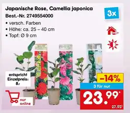 Netto Marken-Discount Japanische rose oder camellia japonica Angebot