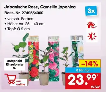 Netto Marken-Discount Japanische rose oder camellia japonica Angebot