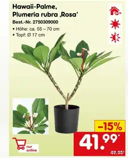 Netto Marken-Discount Hawaii-palme, plumeria rubra ‚rosa‘ Angebot
