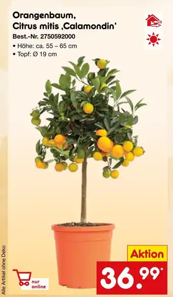 Netto Marken-Discount Orangenbaum, citrus mitis ‚calamondin‘ Angebot