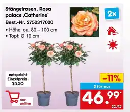 Netto Marken-Discount Stängelrosen, rosa palace ‚catherine‘ Angebot