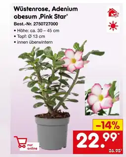 Netto Marken-Discount Wüstenrose, adenium obesum ‚pink star‘ Angebot