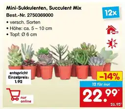 Netto Marken-Discount Mini-sukkulenten, succulent mix Angebot