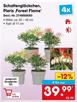 Netto Marken-Discount Schattenglöckchen, pieris ‚forest flame‘ Angebot