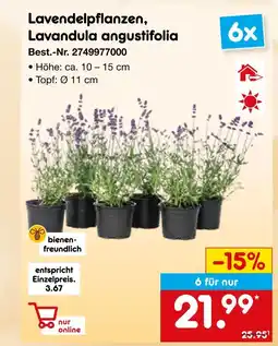 Netto Marken-Discount Lavendelpflanzen, lavandula angustifolia Angebot