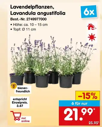 Netto Marken-Discount Lavendelpflanzen, lavandula angustifolia Angebot