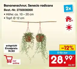 Netto Marken-Discount Bananenschnur, senecio radicans Angebot