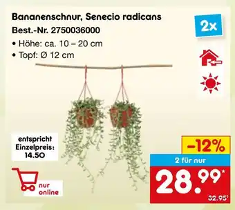 Netto Marken-Discount Bananenschnur, senecio radicans Angebot