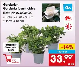 Netto Marken-Discount Gardenien, gardenia jasminoides Angebot