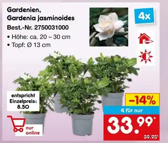 Netto Marken-Discount Gardenien, gardenia jasminoides Angebot