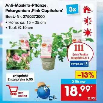 Netto Marken-Discount Anti-moskito-pflanze, pelargonium ‚pink capitatum‘ Angebot