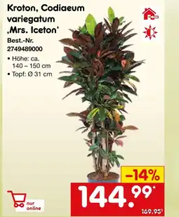 Netto Marken-Discount Kroton, codiaeum variegatum 'mrs. iceton' Angebot