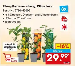 Netto Marken-Discount Zitruspflanzenmischung, citrus limon Angebot
