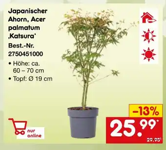 Netto Marken-Discount Japanischer ahorn, acer palmatum 'katsura' Angebot