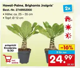 Netto Marken-Discount Hawaii-palme, brighamia ‚insignis‘ Angebot