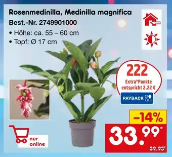Netto Marken-Discount Rosenmedinilla, medinilla magnifica Angebot