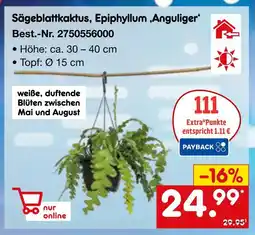 Netto Marken-Discount Sägeblattkaktus, epiphyllum ‚anguliger‘ Angebot