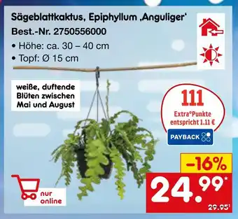 Netto Marken-Discount Sägeblattkaktus, epiphyllum ‚anguliger‘ Angebot