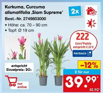 Netto Marken-Discount Kurkuma, curcuma alismatifolia ‚siam supreme‘ Angebot