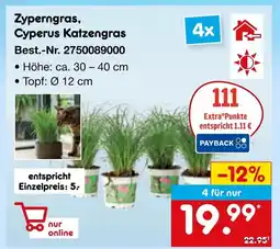 Netto Marken-Discount Zyperngras, cyperus katzengras Angebot