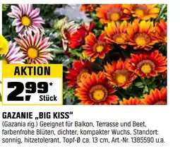 OBI Gazanie „big kiss“ Angebot