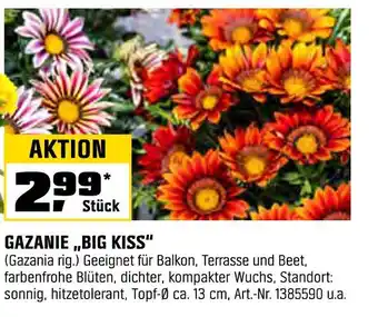 OBI Gazanie „big kiss“ Angebot
