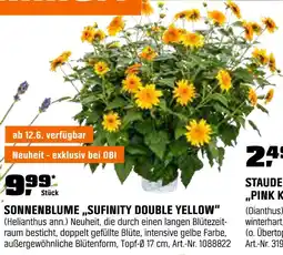 OBI Sonnenblume „sufinity double yellow“ Angebot