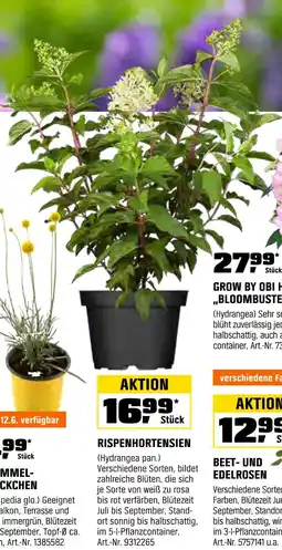 OBI Grow by obi rispenhortensien Angebot