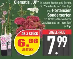 Edeka Clematis up Angebot