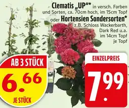 Edeka Clematis „up“ oder hortensien sondersorten Angebot