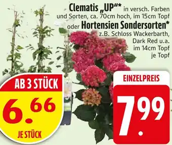 Edeka Clematis „up“ oder hortensien sondersorten Angebot