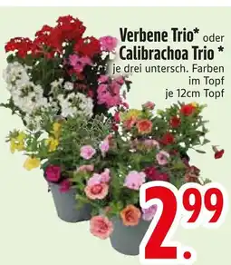 Edeka Verbene trio Angebot