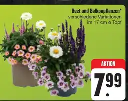 E-Center Beet und balkonpflanzen Angebot