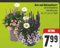 Edeka Beet und balkonpflanze Angebot