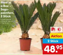 Netto Marken-Discount Sagopalmfarn Angebot