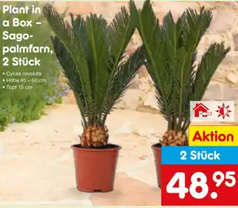 Netto Marken-Discount Sagopalmfarn Angebot