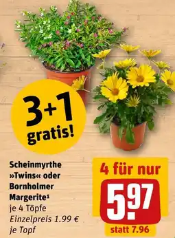 REWE Scheinmyrthe twins oder bornholmer margerite Angebot