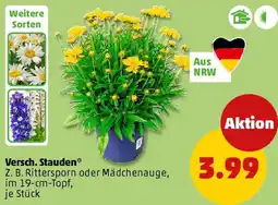 PENNY Versch. Stauden Angebot