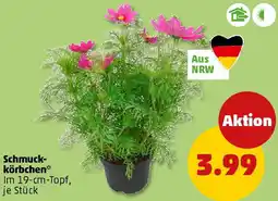 PENNY Schmuckkörbchen Angebot